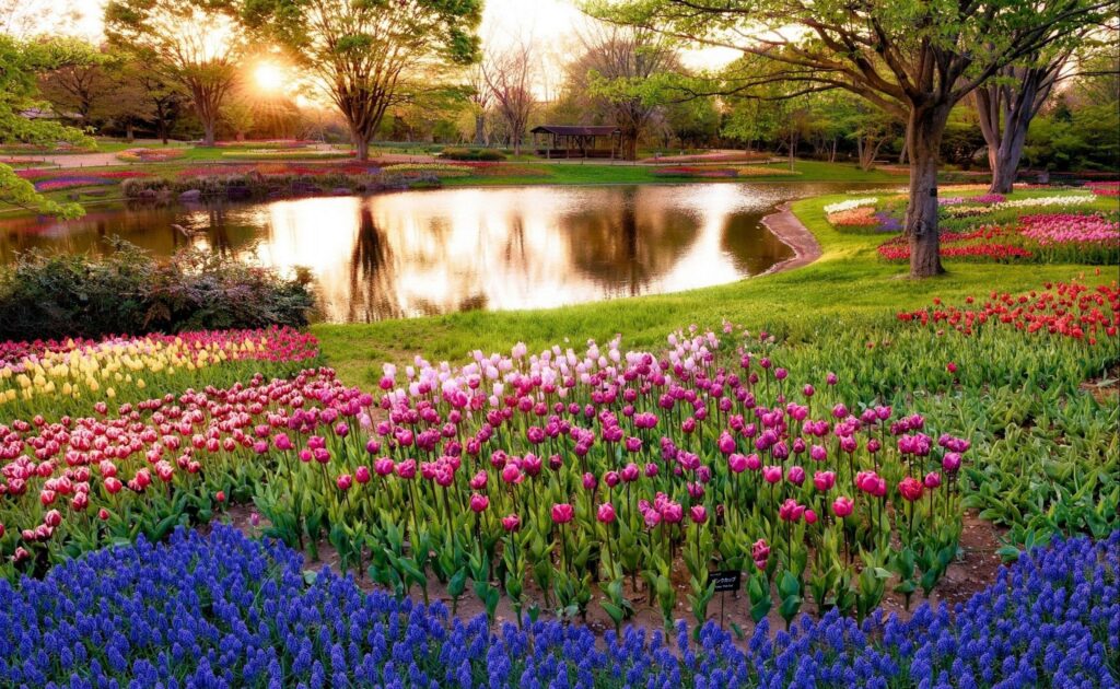 Colorful tulip flower bed by a calm lake with green trees at sunset spring garden wallpaper background