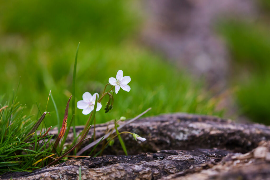 Delicate White Flowers Macro: Fresh Spring Wallpaper Background