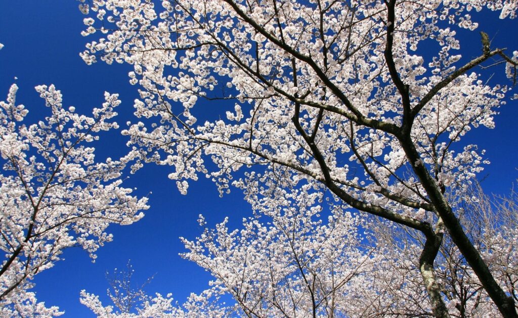 Vibrant Spring Wallpaper: Clear Blue Sky & Blossoming Tree Branches