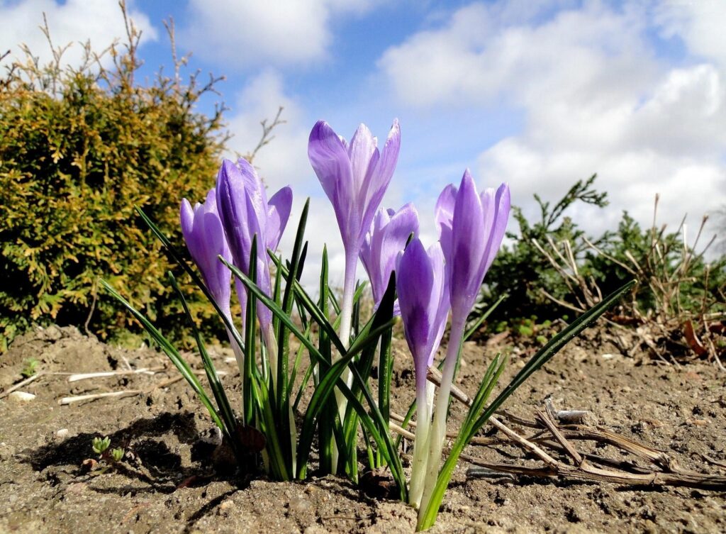 Delicate Purple Crocuses Blooming: Spring Background Wallpaper