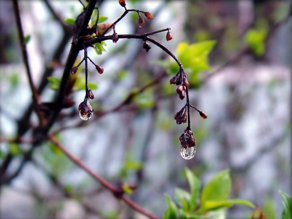 Spring Blossoms: Close-Up of Budding Leaves & Water Droplets Wallpaper