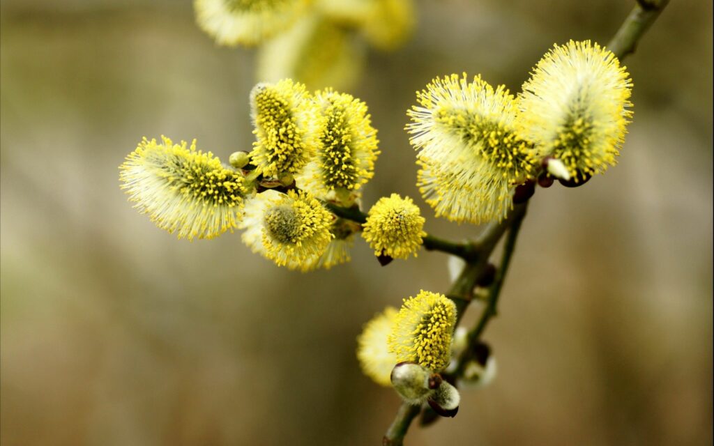 Close-Up of Willow Branch with Yellow Buds - Vibrant Spring Wallpaper