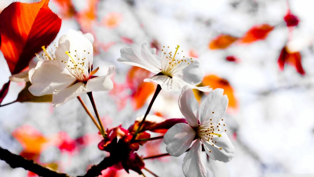 Spring Blossom Wallpaper: White Flowers & Vibrant Leaves Background