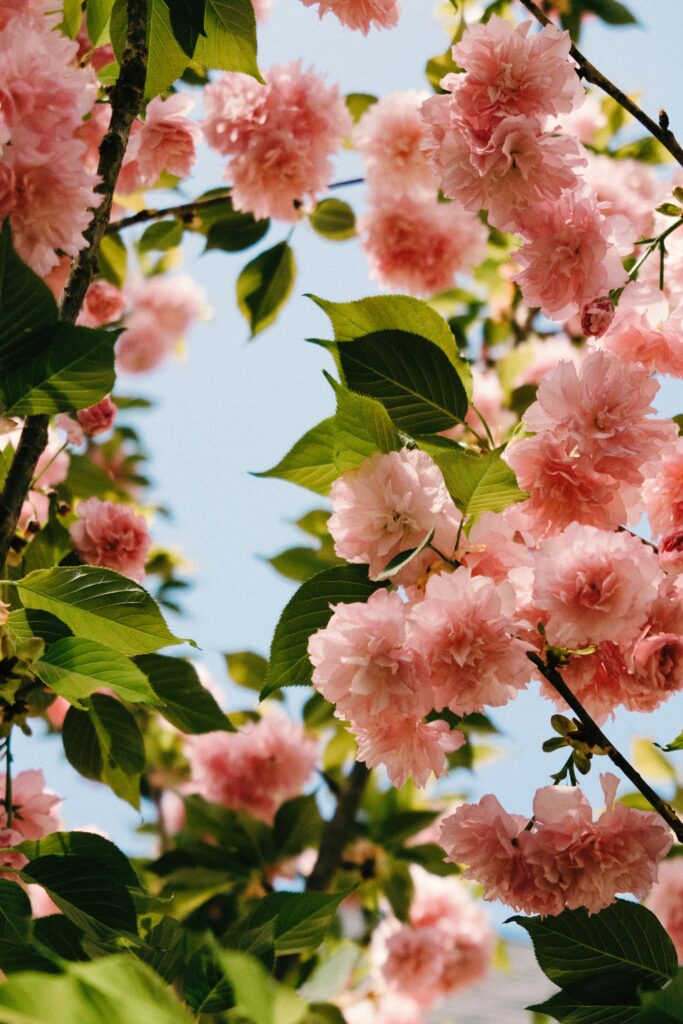 Vibrant Spring Background: Lush Branches with Pink Floral Blooms Wallpaper