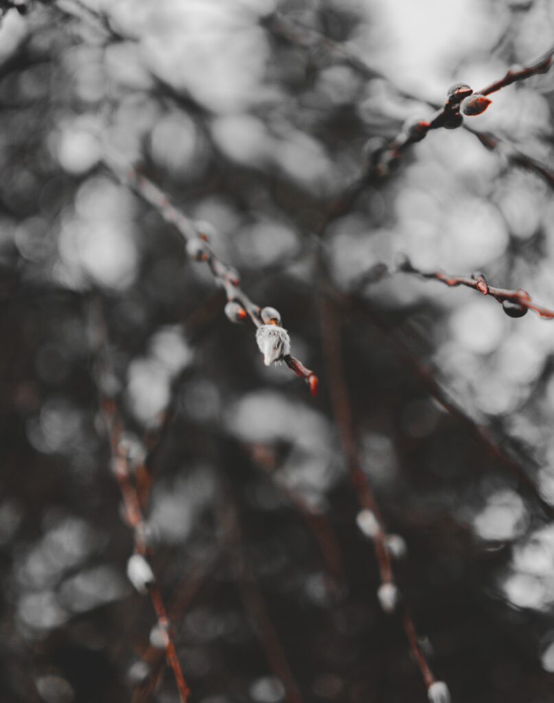 Spring Macro Wallpaper: Delicate Branches & Soft Buds Background