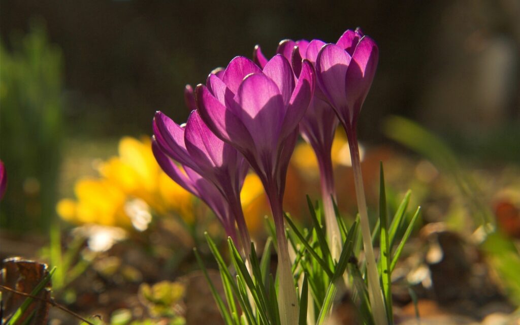 Vibrant Purple Crocus Wallpaper in Spring Sunshine