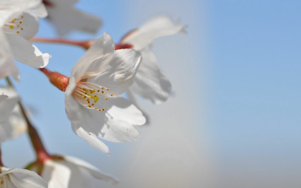 Spring Wallpaper: White Flowers in Bloom Against a Blue Sky