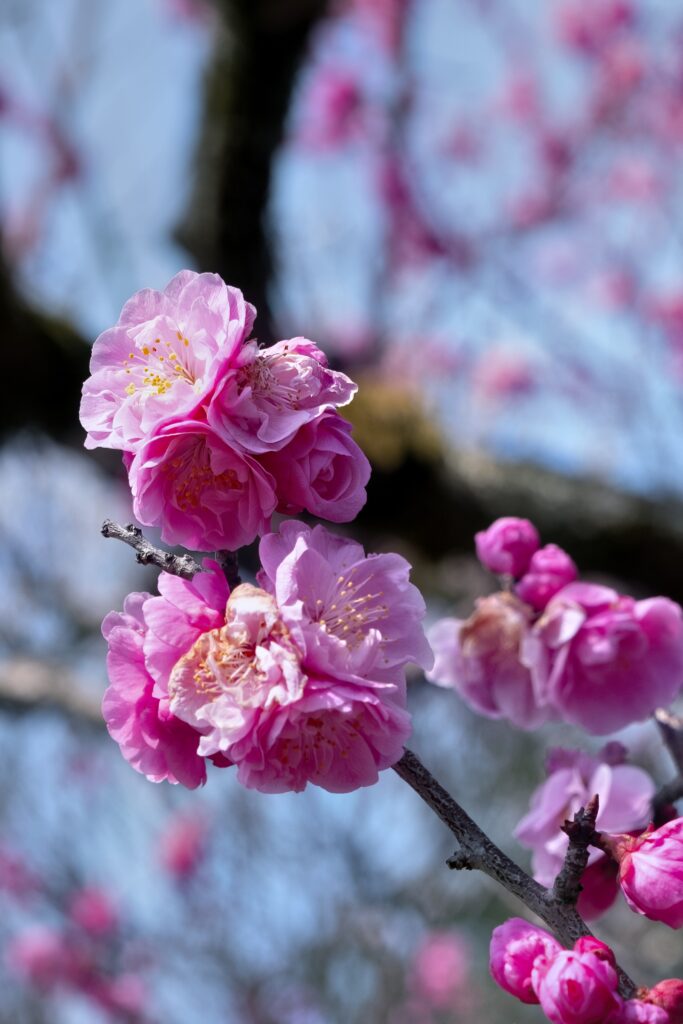 Delicate Plum Blossom Wallpaper: Soft Pink Spring Background