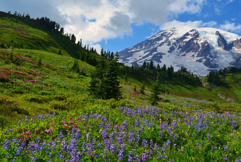 Colorful wildflowers on mountain slope with green trees and snow-capped peaks under blue sky Wallpaper