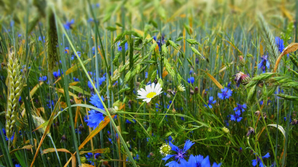 Vibrant Wildflower Wallpaper: Blue Cornflowers & Daisy in Spring Greenery