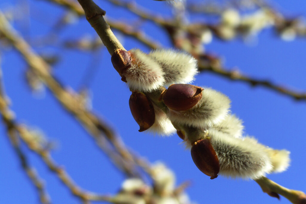 Close-up of soft furry willow catkins in early spring against clear vibrant blue sky wallpaper background