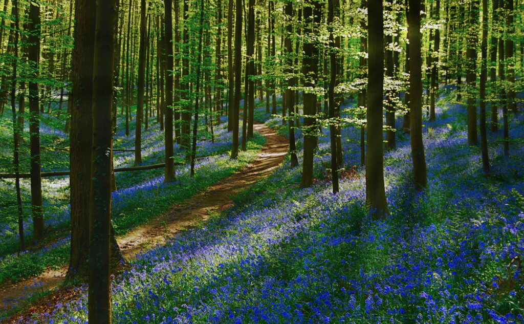 A Serene Pathway through Belgium's Enchanting Bluebell Forest: A Breathtaking Spring Landscape Wallpaper
