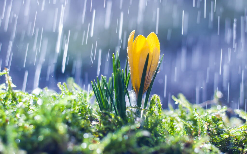 Spring Delight: Vibrant Crocus Blooms in the Rain - A Captivating HD Wallpaper Background Photo