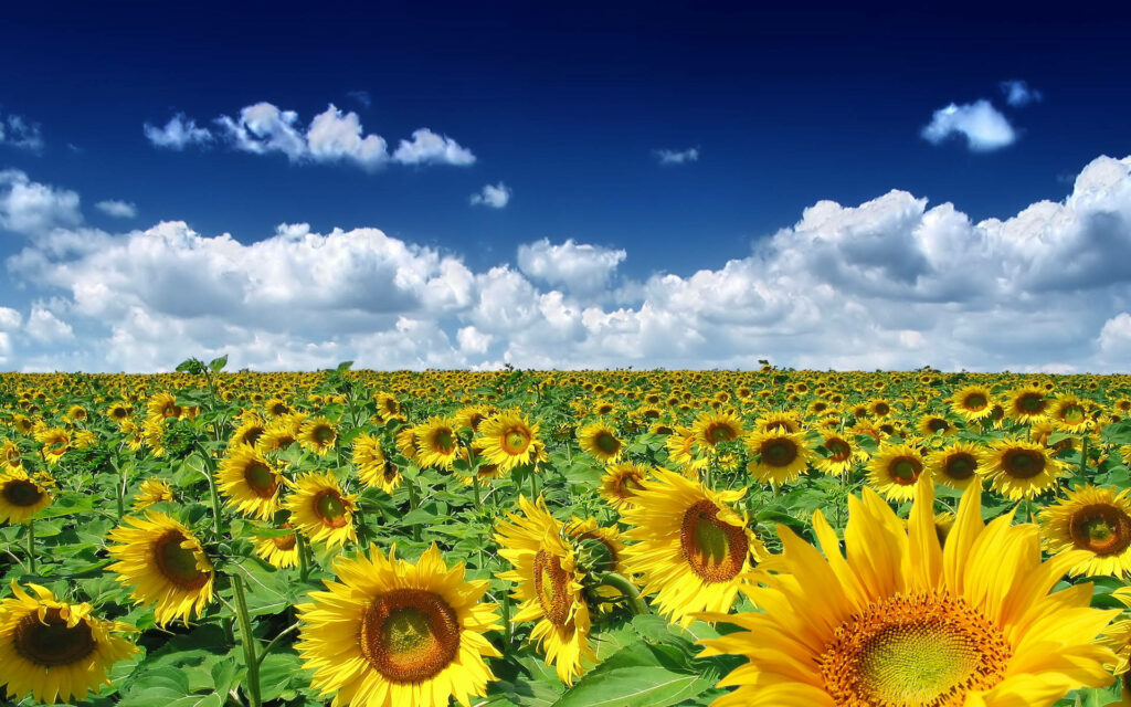 Blossoming Technology: A vibrant spring-themed computer background photo Wallpaper