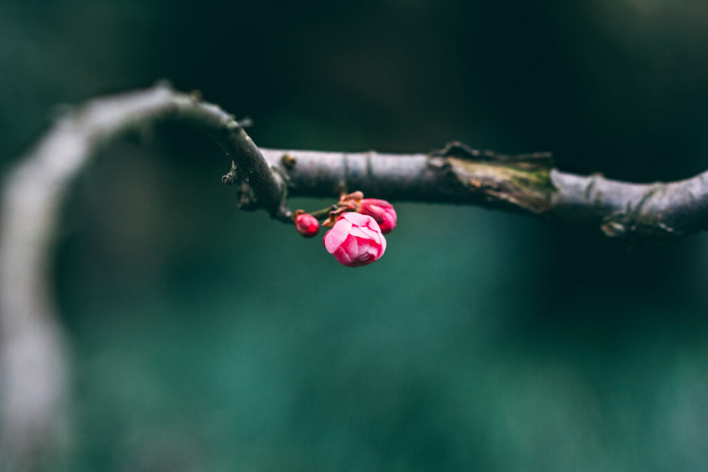 Pink Buds Macro Wallpaper: Spring's Delicate Beauty Close-Up