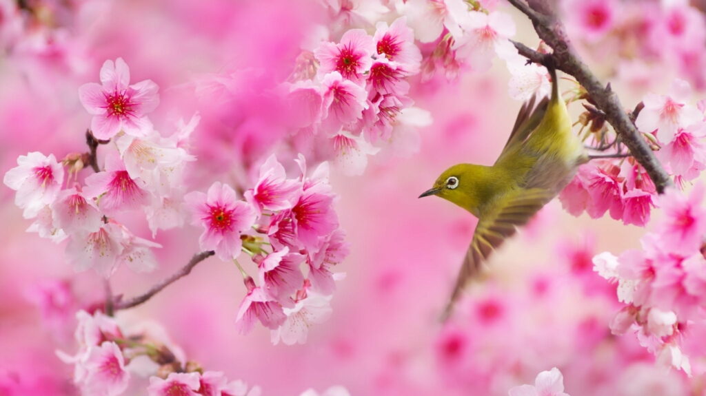 A Spring Symphony: The Serene Beauty of Sakura Blossoms Enchants a Playful Avian Visitor Wallpaper