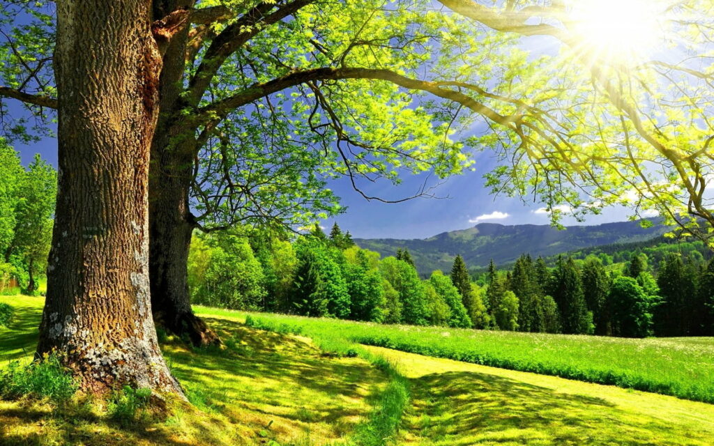 Soothing Spring Sun: Captivating Scenery in HD Wallpaper Backdrop
