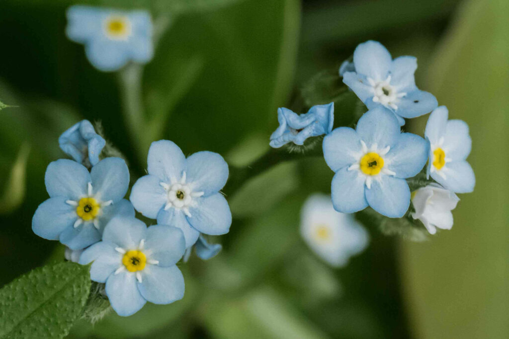 Spring Bliss: Mesmerizing Meadow of Lively Forget-Me-Not Flowers, Radiating Vibrant Blue Hues Wallpaper