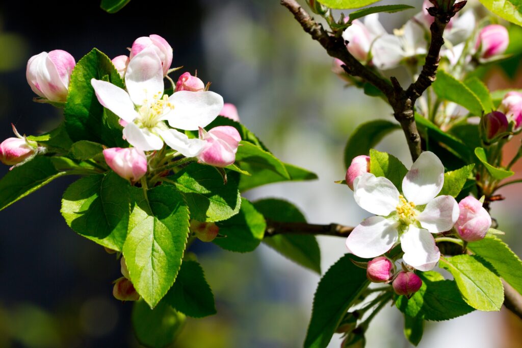 Springtime Apple Blossom Wallpaper: White Petals & Pink Buds Delight