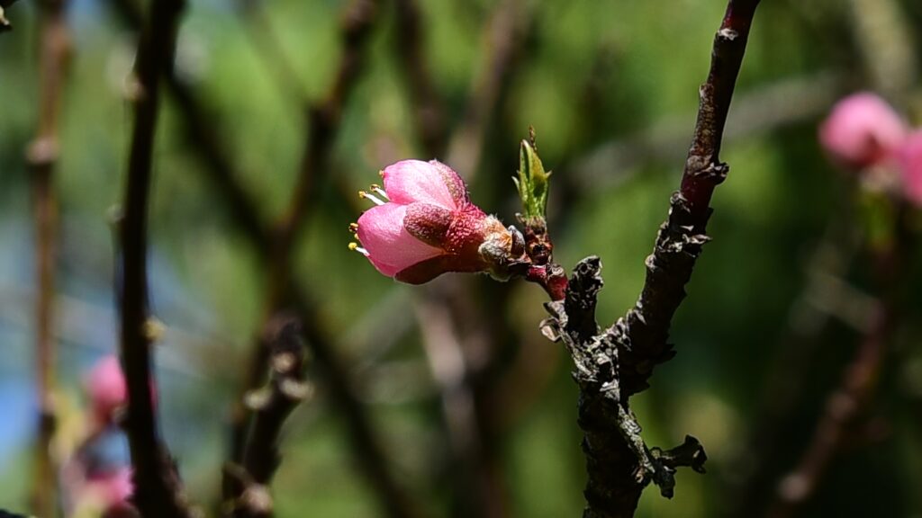 Close-Up of Apricot Flower Bud on Blurred Spring Background Wallpaper