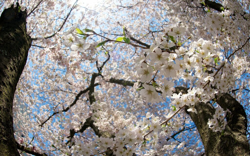 Springtime Beauty: Blooming White Flowers Against a Blue Sky Background Wallpaper