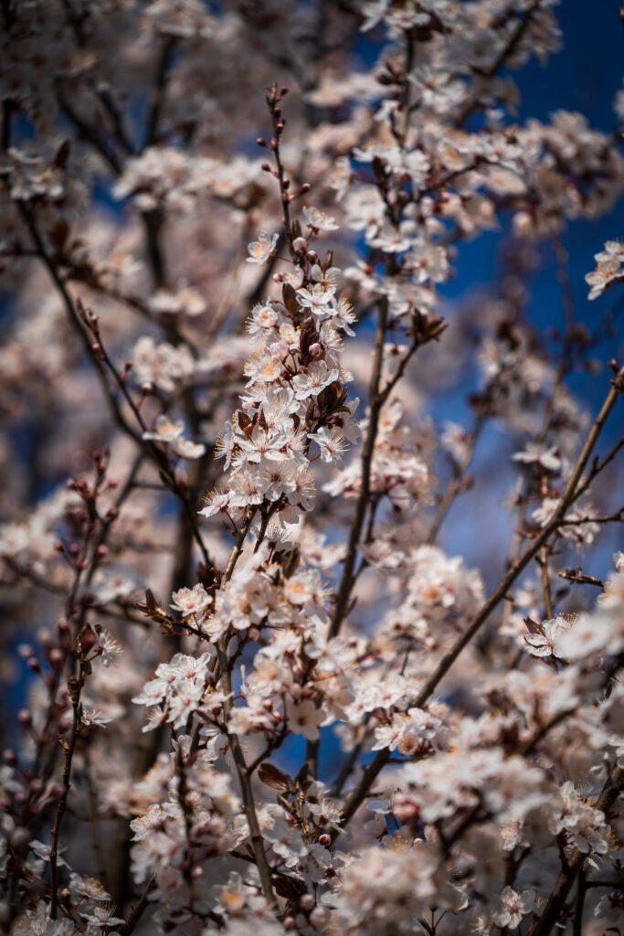 Springtime Floral Wallpaper - Pastel Blooms & Blue Sky Background