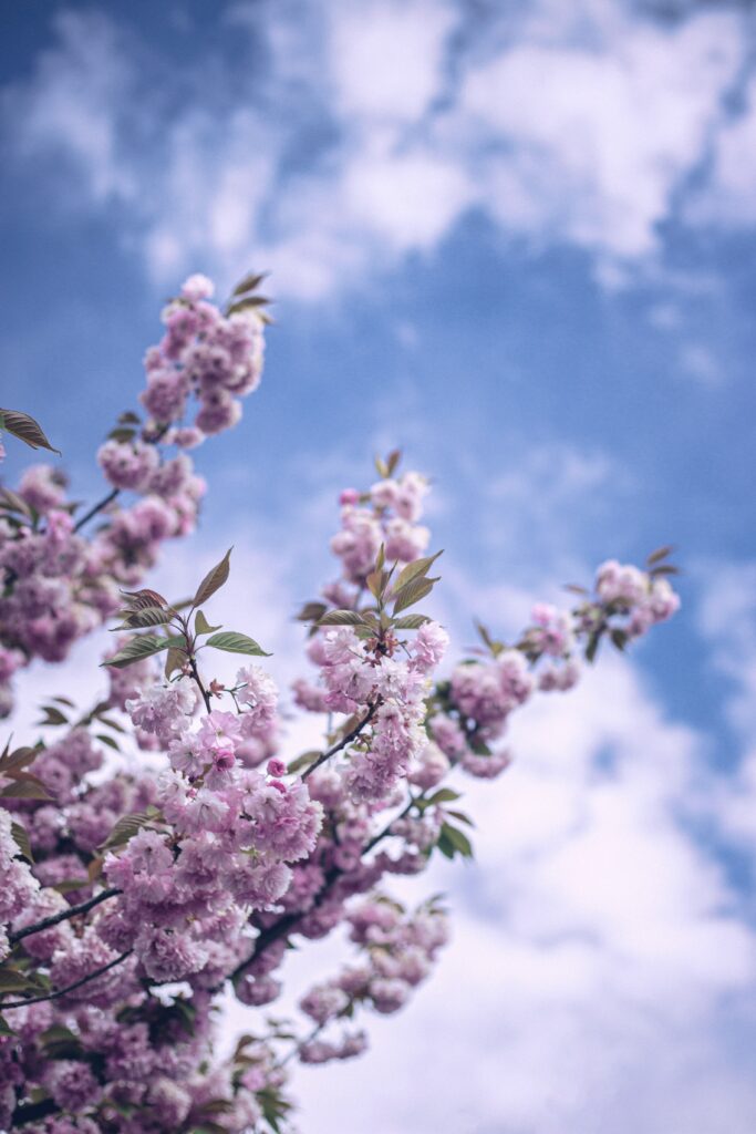 Springtime Blossom Branch Wallpaper Against Blue Sky Background