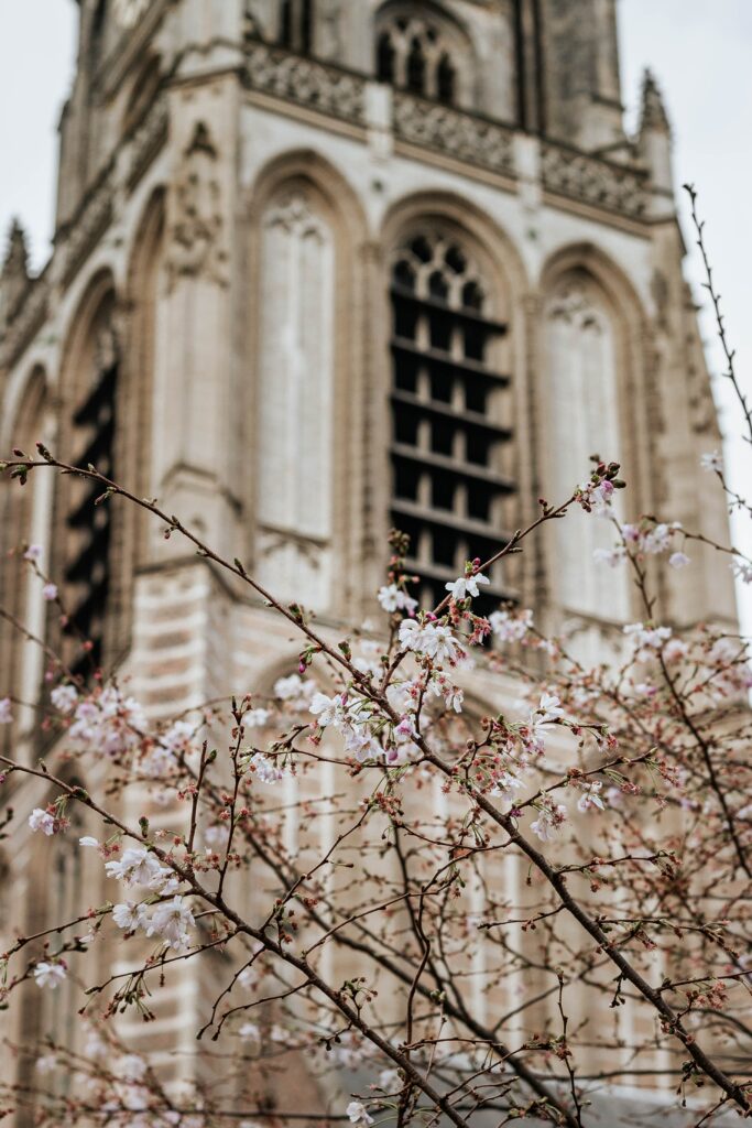 Spring Blossoms Against Ornate Building - Serene Wallpaper