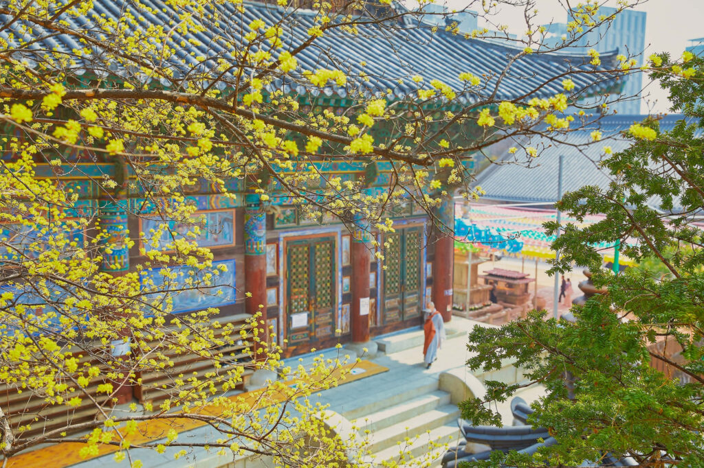 Springtime Bongeunsa Temple Seoul vibrant yellow blossoms traditional Korean architecture wallpaper