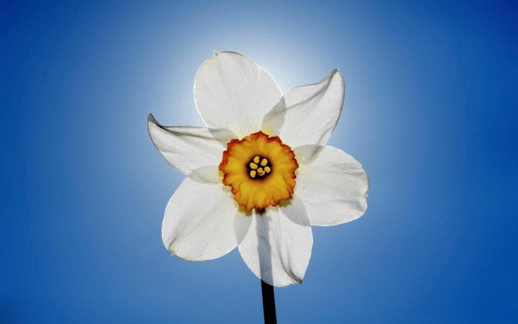 Vibrant Daffodil Wallpaper: Springtime Close-Up Against Blue Sky