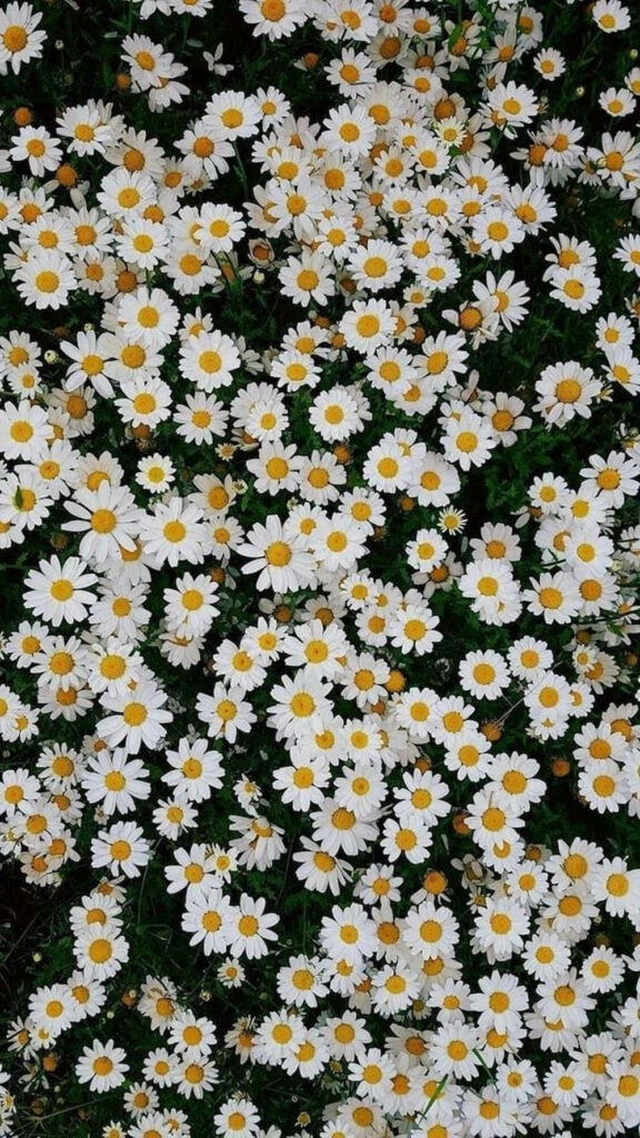 Spring Daisies Wallpaper: Lush White Petals & Yellow Centers Background