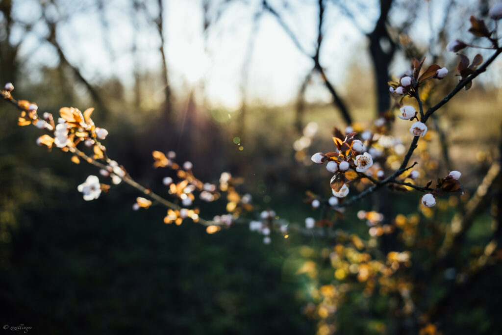 Springtime Bliss: Delicate White Flower Branch Wallpaper Background