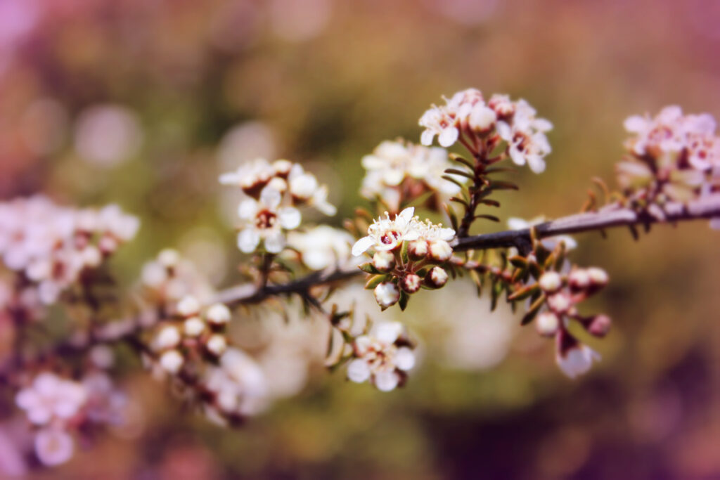 Serene Springtime Inflorescence Close-Up with White Flowers Wallpaper