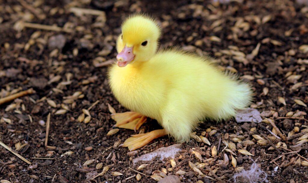 Fluffy Yellow Duckling on Seed-Strewn Ground: Springtime Innocence Wallpaper