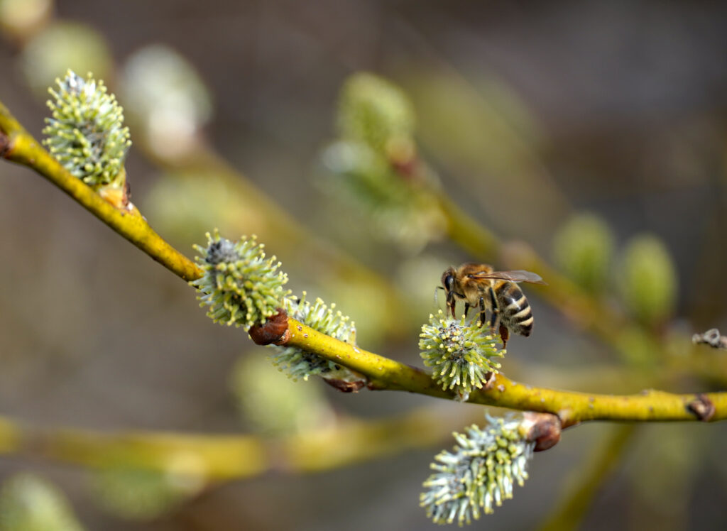 Springtime Bee Macro Wallpaper: Nature's Renewal Close-Up