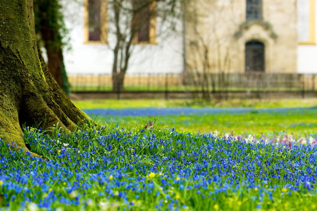Macro wallpaper of thick tree trunk in lush field with blue flowers vibrant spring nature scene