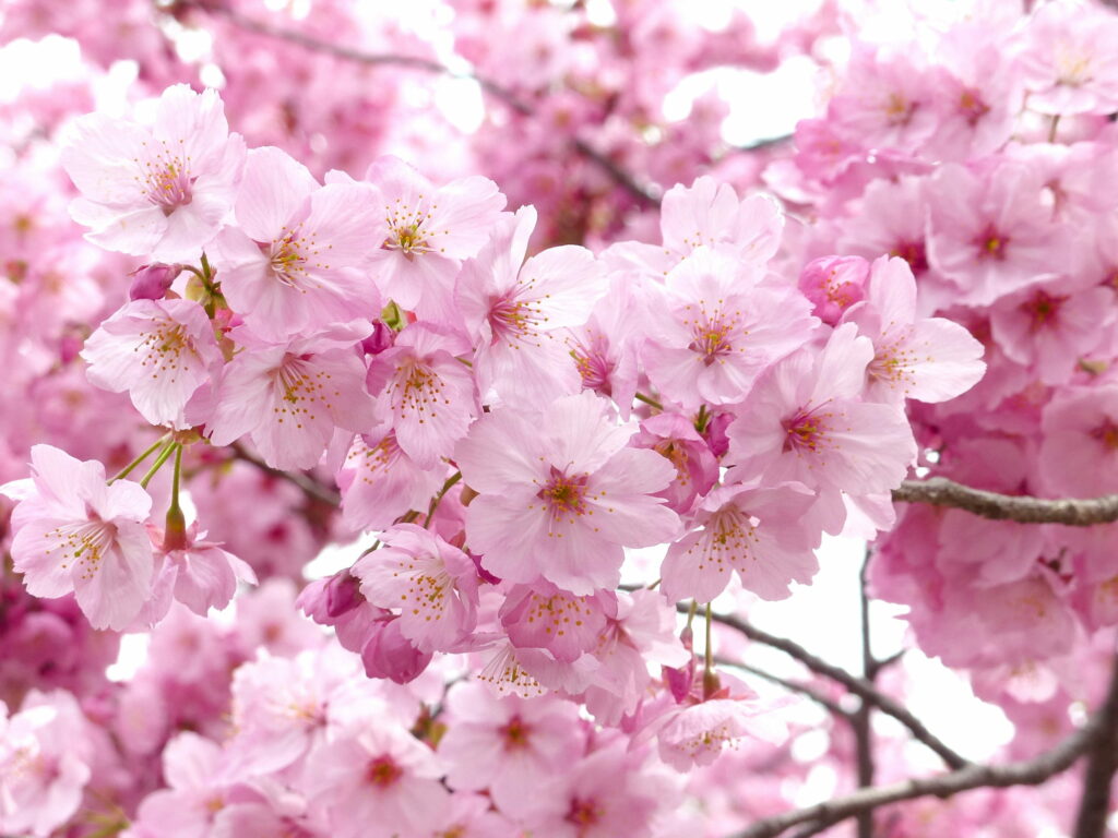 Close-up vibrant pink cherry blossoms in full bloom spring Sakura wallpaper background serene