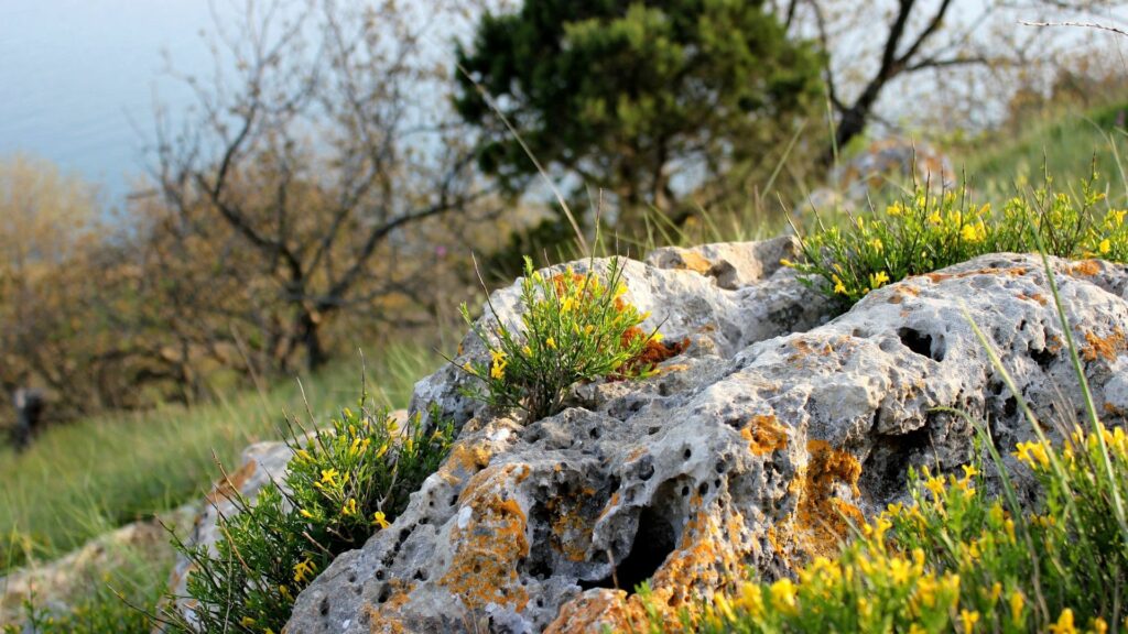 Rugged stones with yellow flowers and green grass in a tranquil springtime nature scene wallpaper