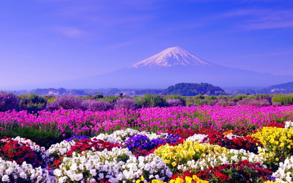 Spring landscape wallpaper with snow-capped Mount Fuji and blooming pink globe flowers lavender