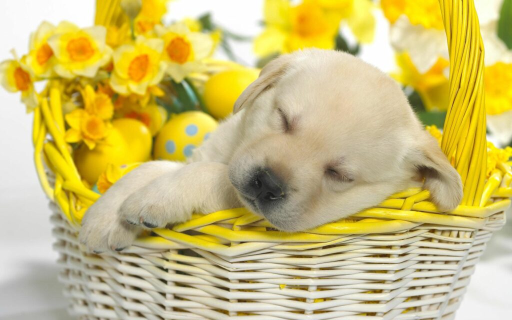 Charming Puppy Wallpaper: Sleeping in Easter Basket with Flowers & Eggs