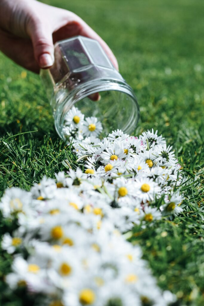 Serene Spring Daisies Spilling from Jar - Tranquil Green Background Wallpaper