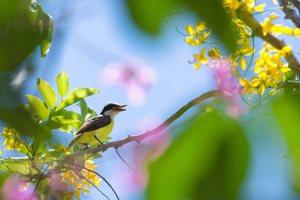 Vibrant Birds on Blossoming Branch: Springtime Wallpaper Background