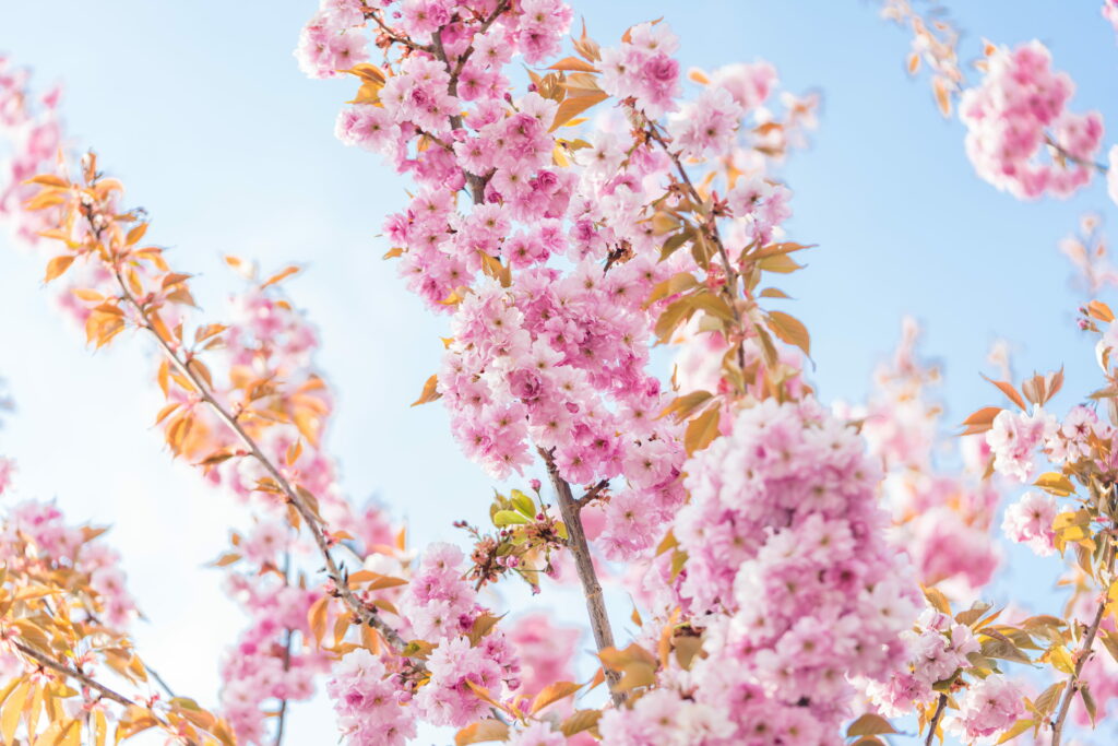 Vibrant pink cherry blossoms bloom under clear blue sky spring nature wallpaper background