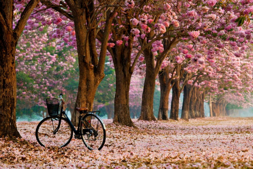 Blooming into Spring: A Vibrant Bicycle Ride amidst Pink Petals and Blossoming Trees - HD Background Wallpaper
