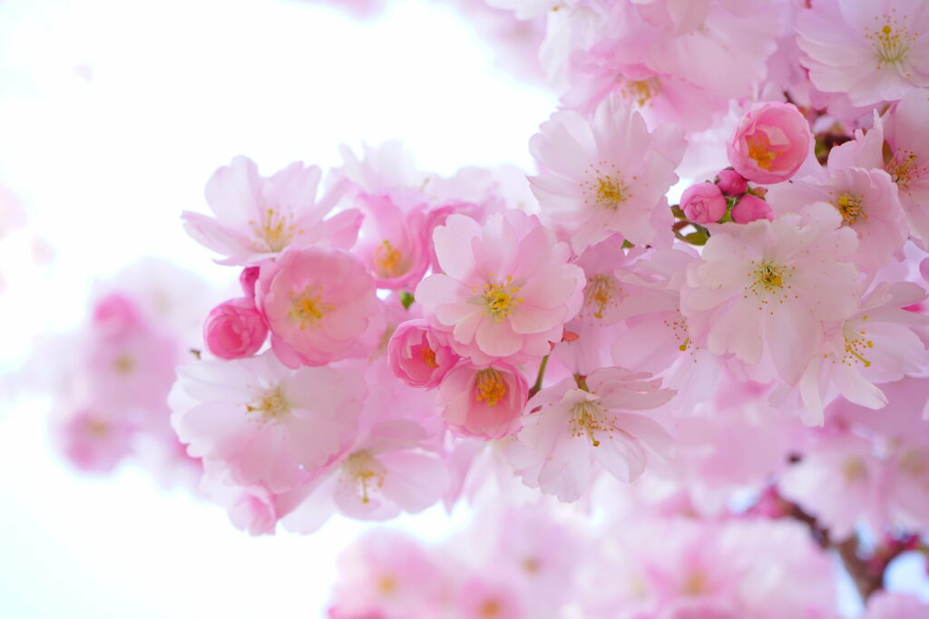 Macro photo of delicate pink Japanese cherry blossoms in full bloom bright natural light spring Wallpaper