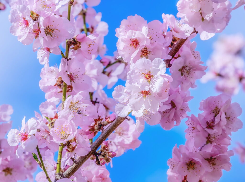 Springtime Serenade: A Breathtaking Japanese Cherry Blossom Delight in HD Wallpaper