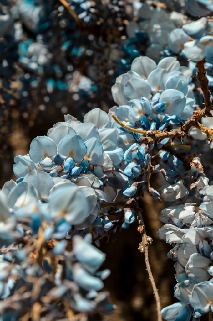 Springtime Blue Flowers Wallpaper: Intricate Branches in Bloom
