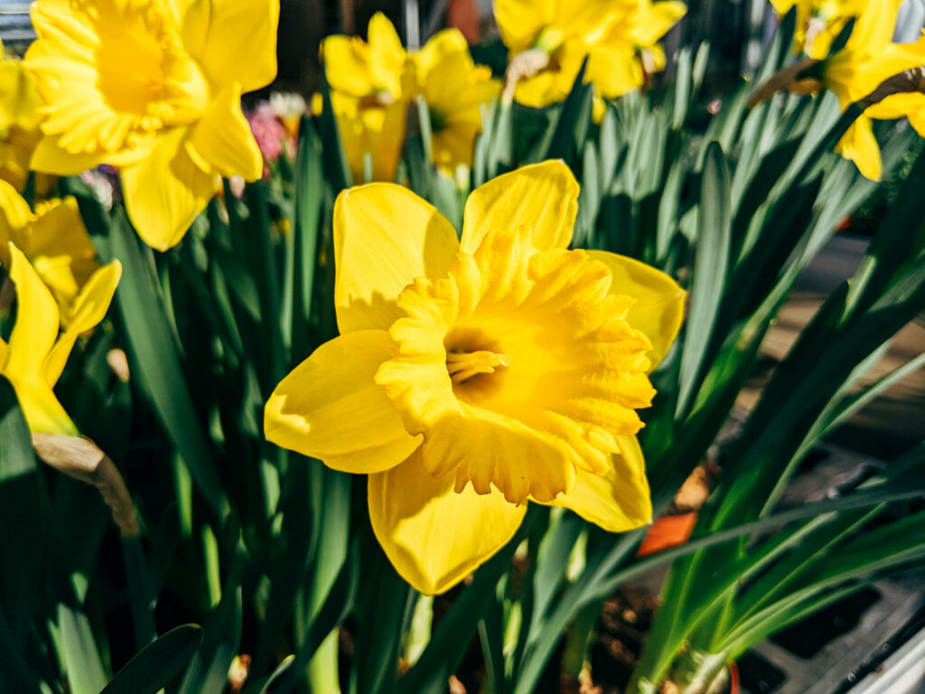 Vibrant Spring Daffodil Wallpaper: Bright Yellow Blooms & Green Leaves