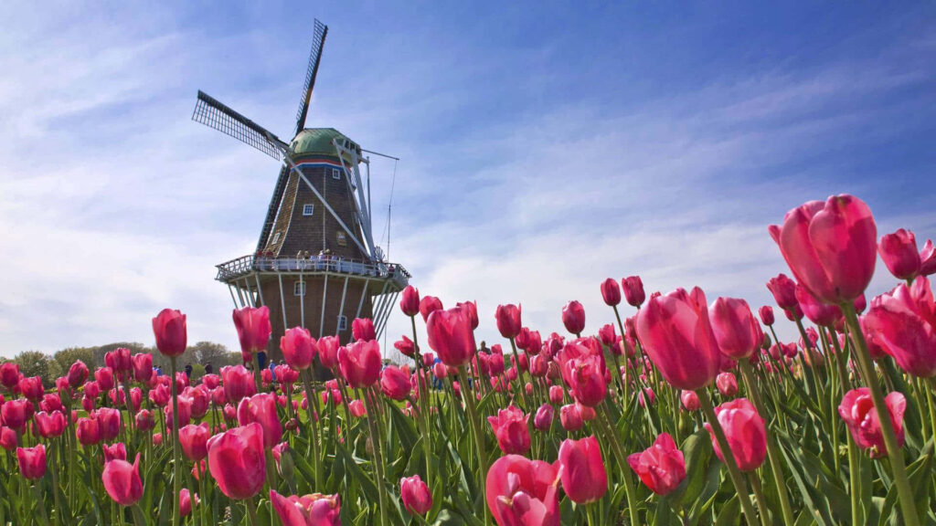 Vibrant Pink Tulips & Windmill: Springtime Wallpaper Background