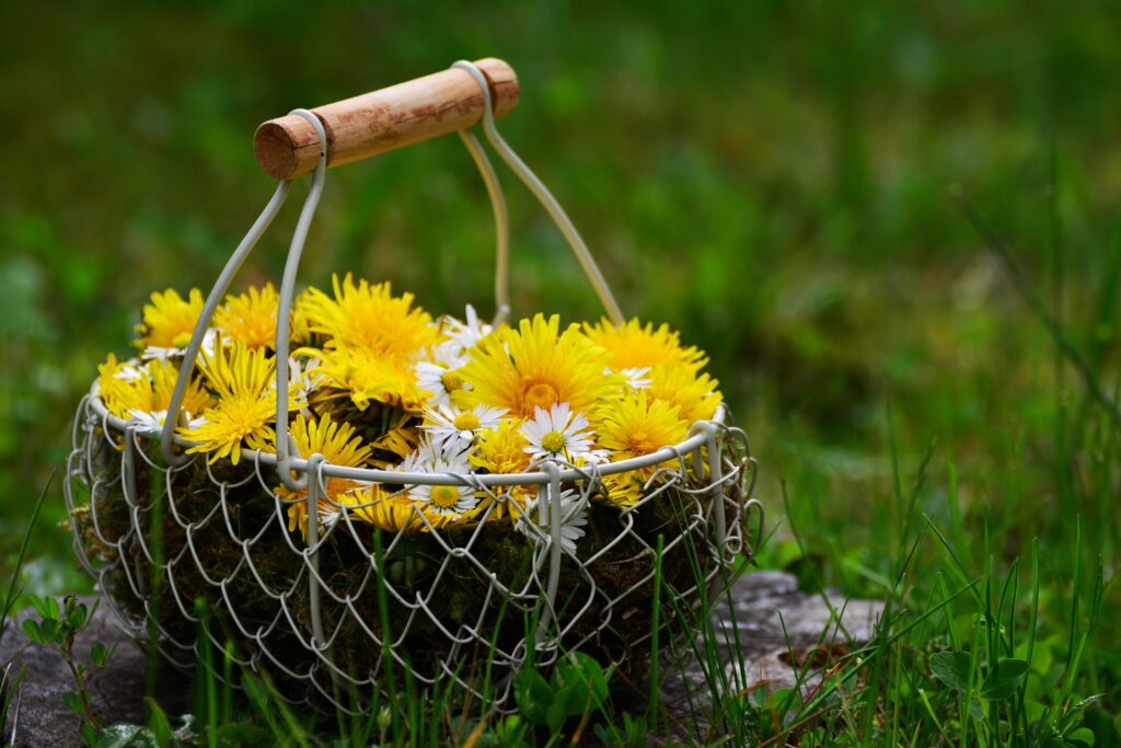 Charming Yellow Dandelions & White Flowers Wallpaper on Green Background